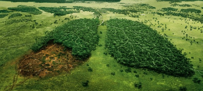 Важливість відновлення лісів