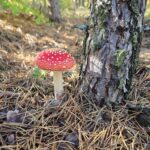 Мухомор – що це таке