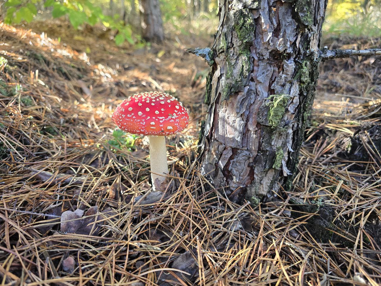 Мухомори Київа