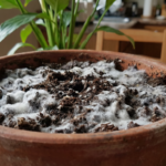 Білий наліт на ґрунті в горщиках взимку: що це і як боротися