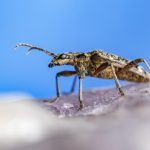 Куди зникають комахи взимку і чому вони не замерзають